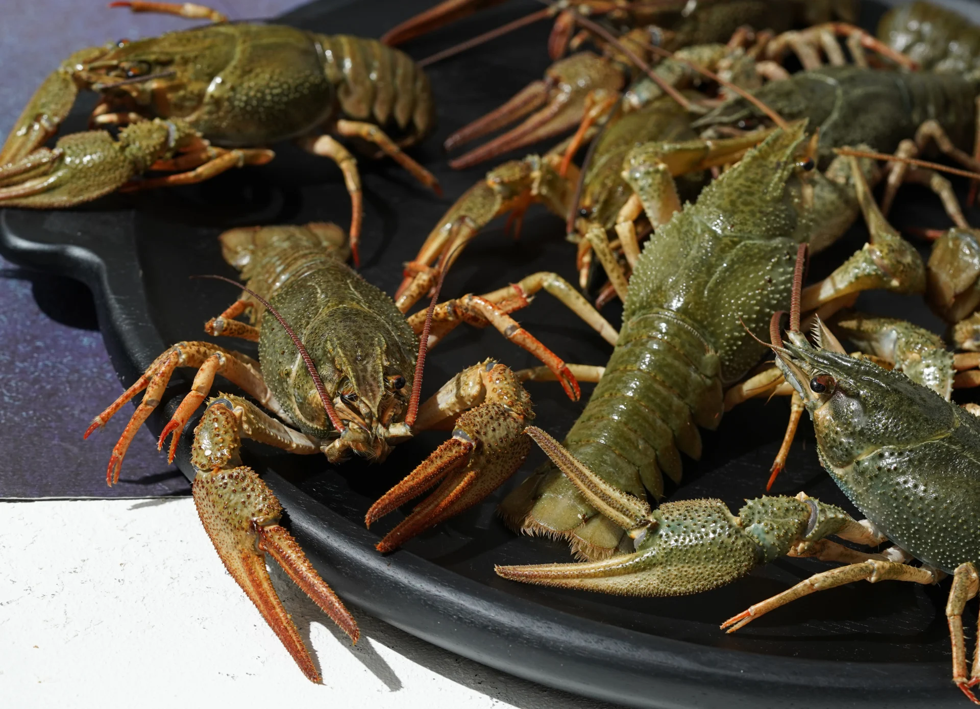 Live Crawfish from Greece (Astacus leptodactylus)